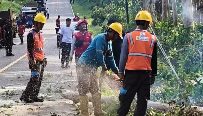 Pangkas Dahan Pohon Tua yang Rawan Tumbang