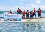 PT TIMAH Kembali Restocking 1.000 Kepiting Bakau