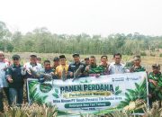 Kelompok Bina Tani Tailong Panen Nanas Perdana