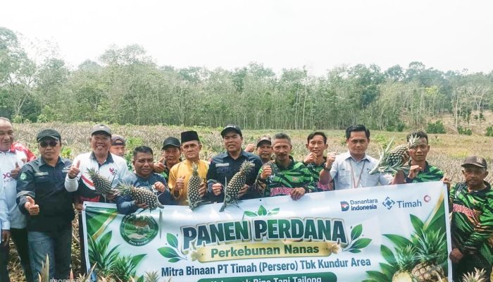 Kelompok Bina Tani Tailong Panen Nanas Perdana