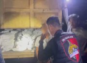 Polairud Buru Korlap Penyelundupan Ratusan Kampil Pasir Timah