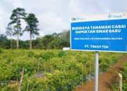 PT TIMAH Dukung Ketahanan Pangan di Wilayah Operasional